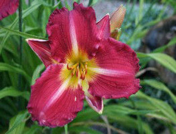 Hemerocallis Abenrot Hemerocallis Abenrot