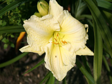 Absolute Zero Hemerocallis Absolute Zero