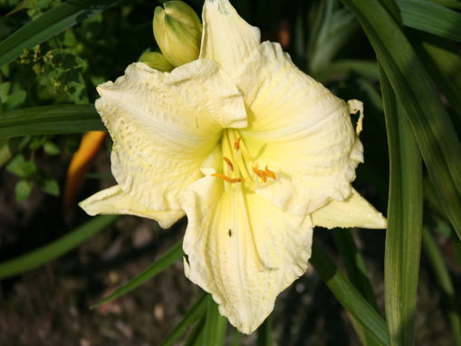 Hemerocallis Absolute Zero