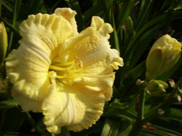 Toon details van Ben Adams Afbeeldingen van Ben Adams