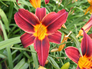 Toon details van Black Prince Afbeeldingen van Black Prince