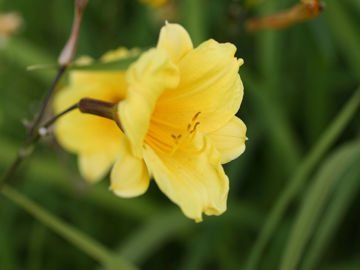 Toon details van Bitsy Afbeeldingen van Bitsy