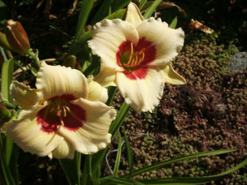 Toon details van Brilliant Circle Afbeeldingen van Brilliant Circle