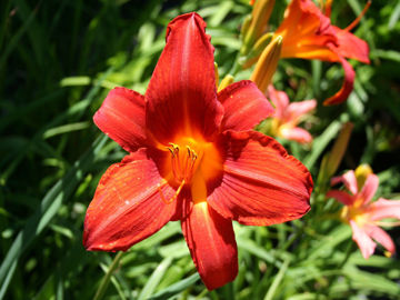 Toon details van Campfire Embers Afbeeldingen van Campfire Embers