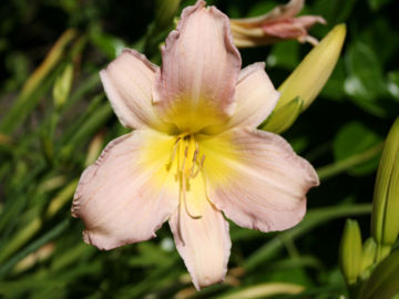 Toon details van Catherine Woodbery Afbeeldingen van Catherine Woodbery