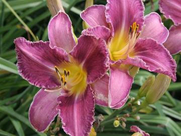 Toon details van Chicago Knobby Afbeeldingen van Chicago Knobby