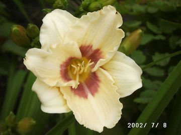 Toon details van Exotic Echo Afbeeldingen van Exotic Echo