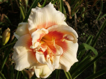 Toon details van Forty Second Street Afbeeldingen van Forty Second Street