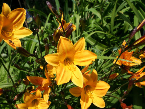 Afbeeldingen van Golden Chimes