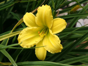 Toon details van Green Flutter Afbeeldingen van Green Flutter