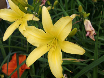 Toon details van Hyperion Afbeeldingen van Hyperion