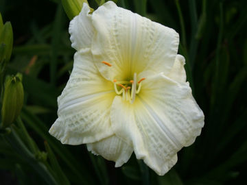 Toon details van Joan Senior Afbeeldingen van Joan Senior