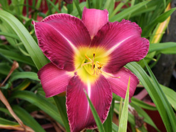 Toon details van Lavender Deal Afbeeldingen van Lavender Deal