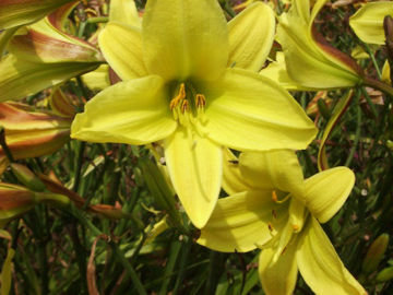 Toon details van Lemon Bells Afbeeldingen van Lemon Bells