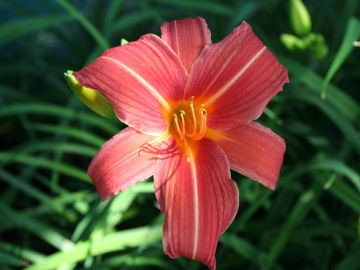 Toon details van Neyron Rose Afbeeldingen van Neyron Rose