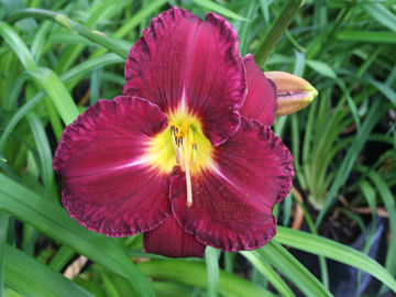 Toon details van Nosferatu Afbeeldingen van Nosferatu