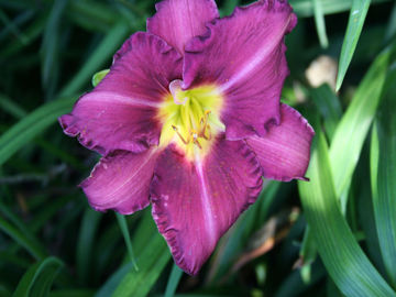 Toon details van Olive Bailey Langdon Afbeeldingen van Olive Bailey Langdon