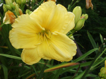 Toon details van Ono Afbeeldingen van Ono