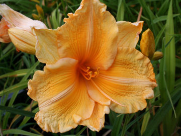 Toon details van Orange Velvet Afbeeldingen van Orange Velvet