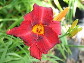 Toon details van Oriental Ruby Afbeeldingen van Oriental Ruby