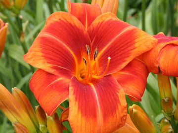 Toon details van Outrageous Afbeeldingen van Outrageous