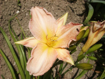 Toon details van Paradise Pink Afbeeldingen van Paradise Pink