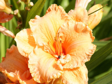 Toon details van Party Queen Afbeeldingen van Party Queen