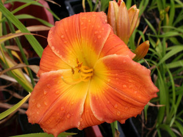 Toon details van Pat Mercer Afbeeldingen van Pat Mercer