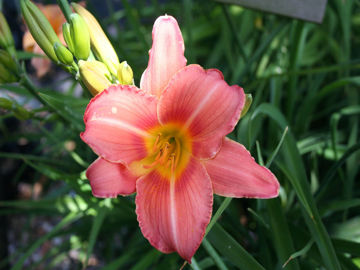 Toon details van Rose Princess Afbeeldingen van Rose Princess