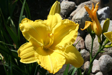 Toon details van Ruffled Sunshine Afbeeldingen van Ruffled Sunshine