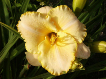 Toon details van Serena Sunburst Afbeeldingen van Serena Sunburst