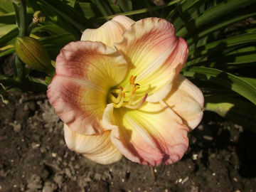 Toon details van Siloam Apple Blossom Afbeeldingen van Siloam Apple Blossom