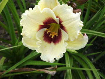 Toon details van Snowy Eyes Afbeeldingen van Snowy Eyes