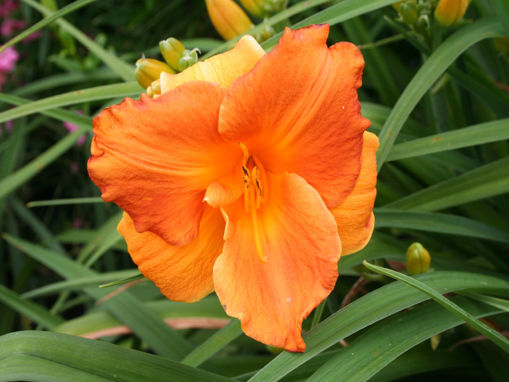 Picture of Spits Barbara
