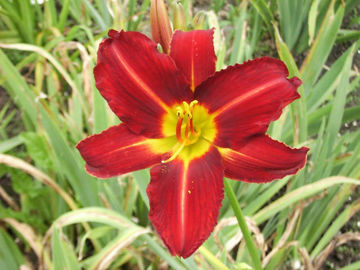 Toon details van Stafford Afbeeldingen van Stafford