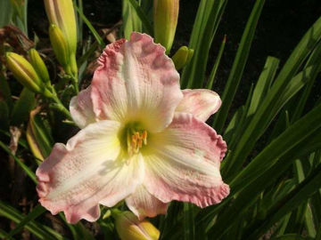 Toon details van Susan Weber Afbeeldingen van Susan Weber