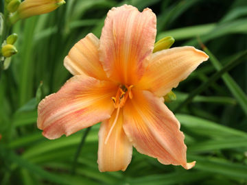 Toon details van Theresa Hall Afbeeldingen van Theresa Hall