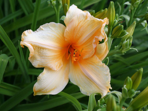 Afbeeldingen van Tropical Tangerine