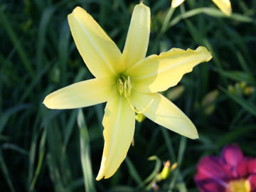 Toon details van Vespers Afbeeldingen van Vespers