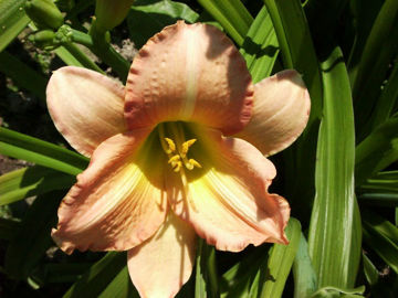 Toon details van Wayside Greenlamp Afbeeldingen van Wayside Greenlamp