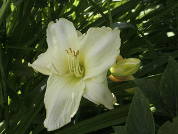 Toon details van White Temptation Afbeeldingen van White Temptation