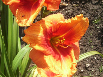Toon details van Wounded Heart Afbeeldingen van Wounded Heart