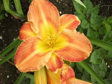 Toon details van Jambalaya Afbeeldingen van Jambalaya