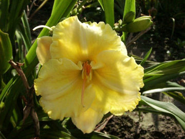 Toon details van My Darling Clementine Afbeeldingen van My Darling Clementine