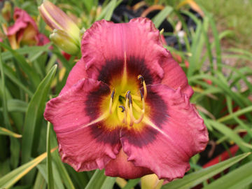 Toon details van Always Afternoon Afbeeldingen van Always Afternoon