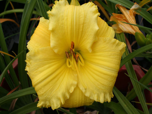 Picture of African Timber