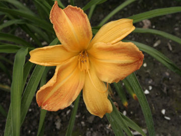 Toon details van Invictus Afbeeldingen van Invictus