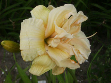 Toon details van Vanilla  Fluff Afbeeldingen van Vanilla  Fluff