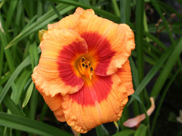 Toon details van Bold Tiger Afbeeldingen van Bold Tiger