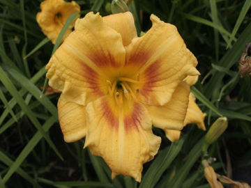 Toon details van Black Eyed  Stella Afbeeldingen van Black Eyed  Stella